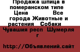 Продажа шпица в померанском типе › Цена ­ 20 000 - Все города Животные и растения » Собаки   . Чувашия респ.,Шумерля г.